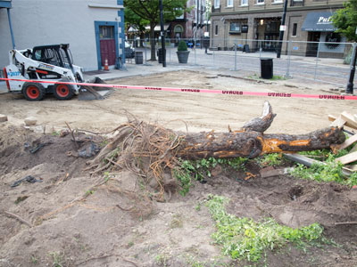 A venerable old tree had to die to make way for the Oregon District memorial (see May 8 above).