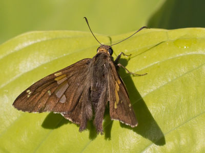 I fully expected to see a skipper on this plant.