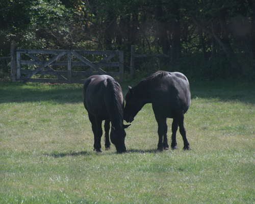 Horses at Carriage Hill