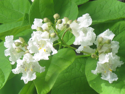 Taken from my upstairs window overlooking a neighbor`s tree.