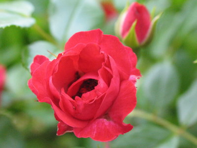 I`ve gotten more bug bites since buying my camera (there was a spider on my shirt after I shot this).