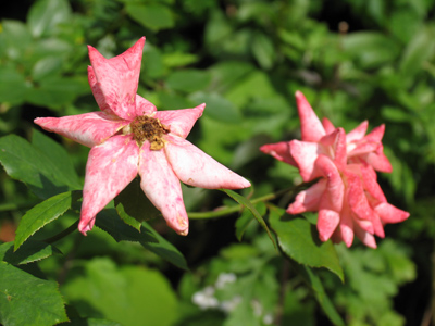 In case you were getting tired of roses.