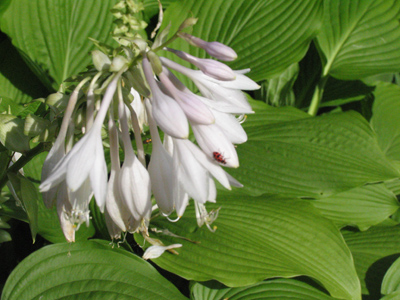 The ladybug and I rehearsed this shot over and over.