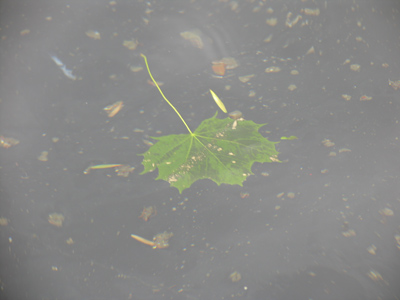 I had a great shot of a duck preening in the water, but deleted it by mistake (so you get a leaf instead).