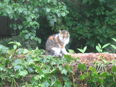 `Okay - now how do I get down?`