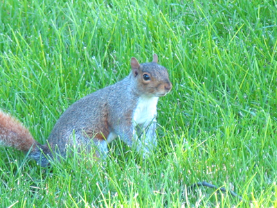 Squirrels - like the Amish - don`t want to be photographed.