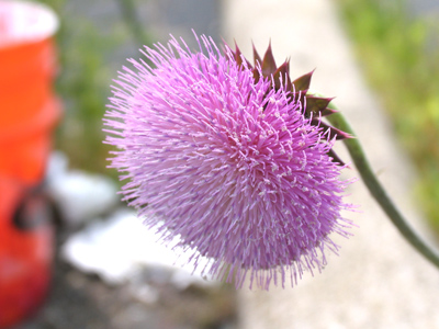 Flowers are dusty with pollen, weeds are dusty with . . . dust.