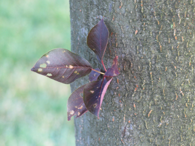 `I think I`ll grow some leaves right here on my trunk.`