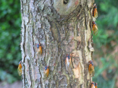 They`re great with salsa.