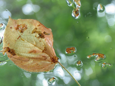 Have I mentioned that it`s been rainy lately?