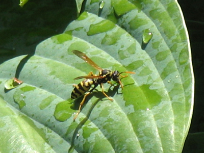 I took this after a loud slurping sound drew my attention.