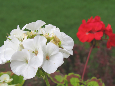 What will I take pictures of in the winter?