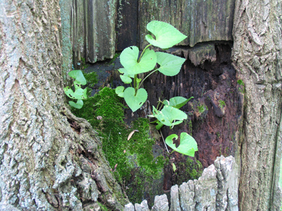 Out of death emerges life.