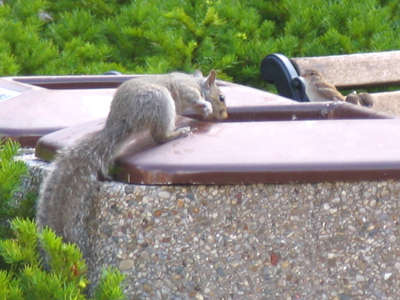 `Tsk!  Look at all the recyclables in here.`