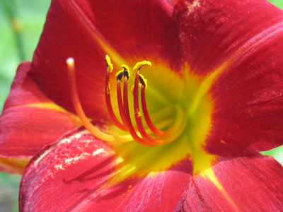 Today`s pollen report: yellow.