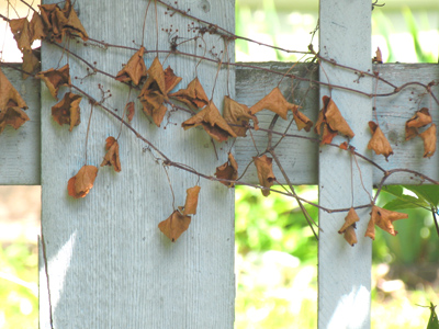 I think climbing plants are just divine.