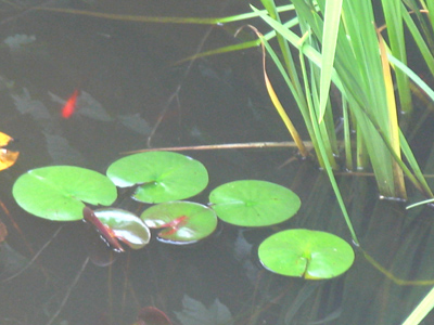 Monet would`ve loved it.