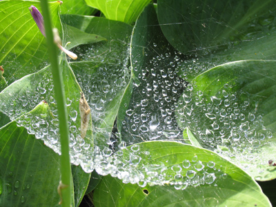 Every morning the basement`s flooded!