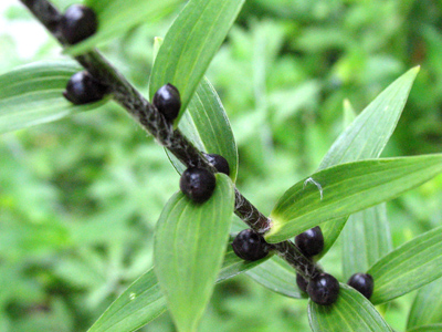 They didn`t taste too good.