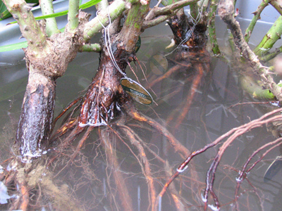 Tell me honestly:  are my roots showing?