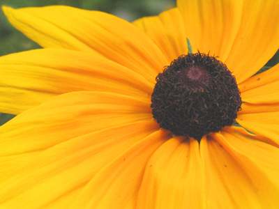 Can they make bed sheets out of flower petals?