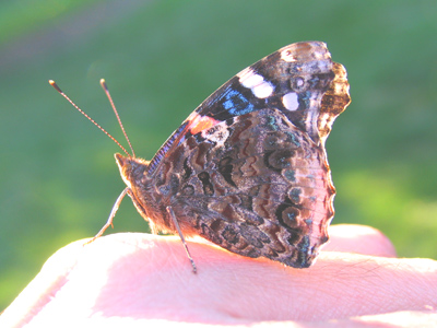 And that`s my [pasty white] hand. The cost of this camera has just been paid off.
