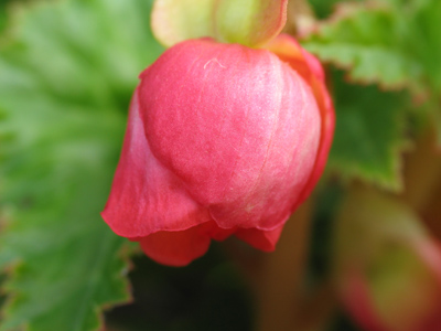 That which we call a rose By any other name would smell as sweet. WILLIAM SHAKESPEARE