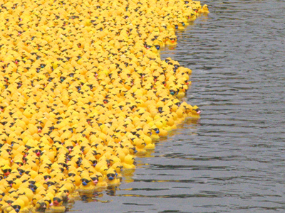 Scientists are at a loss to explain the recent upsurge in the duck population.