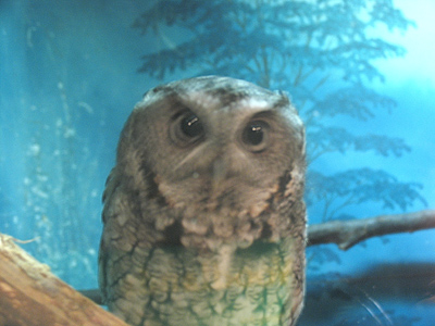 Real owl, fake background.