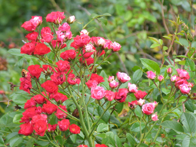 Somehow, a lot of these roses are turning out white.