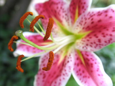 Designed to trip any passing bee.