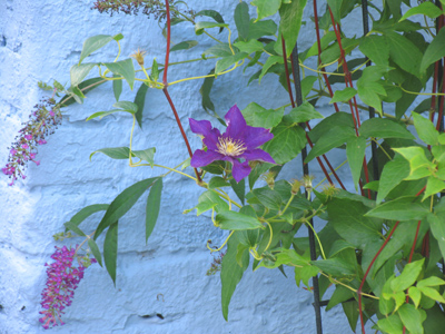 When lilacs last in the dooryard bloom`d. WALT WHITMAN