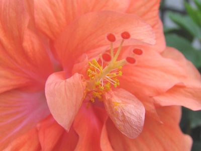 I really do feel kind of bad taking all these pictures of flowers, without knowing what most of them are.