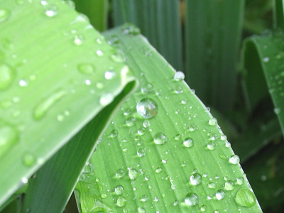 So much more precious than a pearl, but no one would buy it.