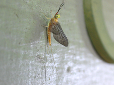 Besides photographing flowers I can`t identify, I also take pictures of bugs I can`t identify.