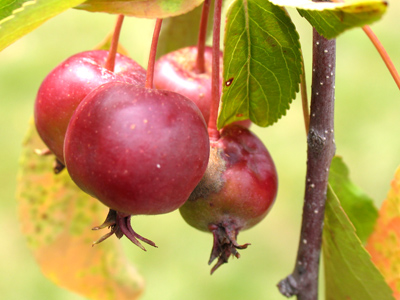 The birds weren`t eating them, so I took that as a bad sign.