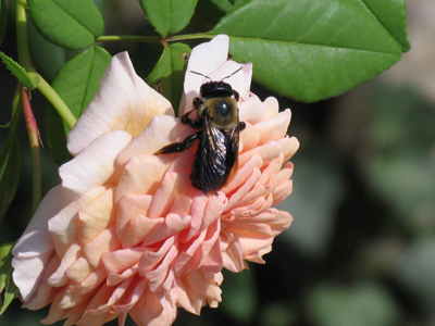 An urban woodchuck doesn`t chuck wood.  He has it delivered.