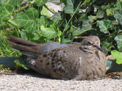 There wasn`t a whole lot of pollenating going on here.  Mostly just resting.