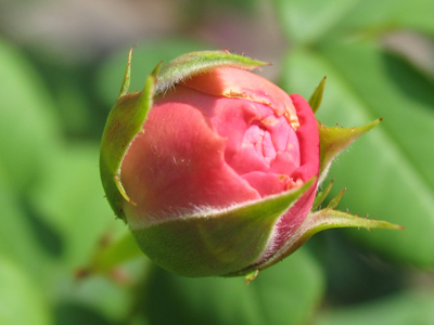 Obviously, I shoot a lot of pictures in the morning.