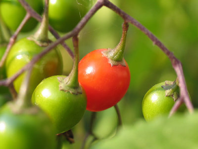 Probably not for everyday dining (and not for the dishwasher, either).