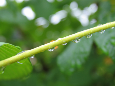 Simpler times: flowered hats.