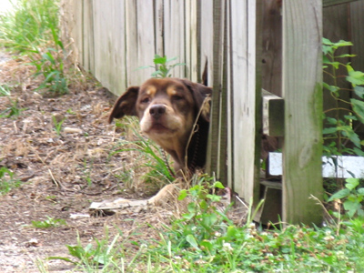 About the size of a -- well -- a small purple flower.