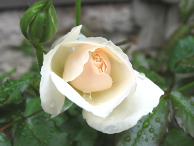 Just a general observation, like `Ice forms on bridges first`.  You have to decide how to apply this knowledge.