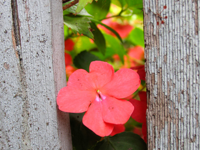 `I sthaid, take thith sthtupid thing ouw uh muh mouwth!`