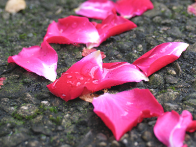 The flowers are always redder on the other side of the fence.