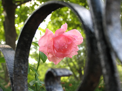 It may be the result of some terrible disease, but it looked cool to me.