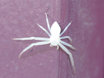 An albino black widow?  It`s completely white - even its legs are translucent.