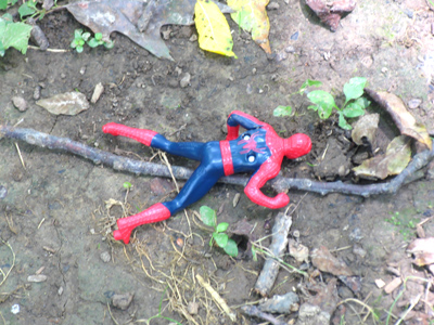 And now for another type of spider.  It appears my favorite superhero has succumbed to wood ticks.