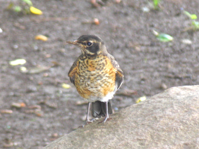 Too young to lose its speckled breast, or to know not to let humans get so close.