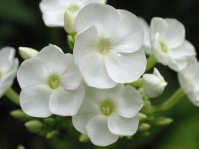 Flowers offer fragrance, color, beauty . . . 